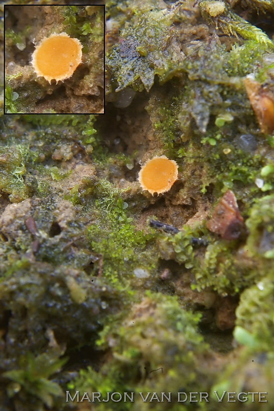 Rimpelmosbekertje - Neotiella albocincta